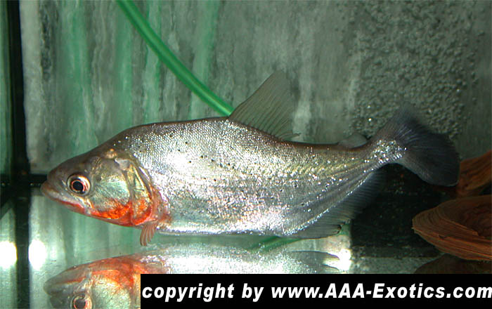 Serrasalmus elongatus pingke